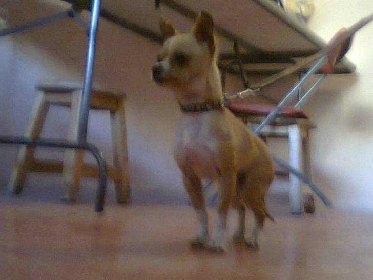 camilo - Chihuahua Mâle (2 ans)