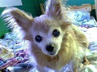 louloute - Chihuahua (2 mois)