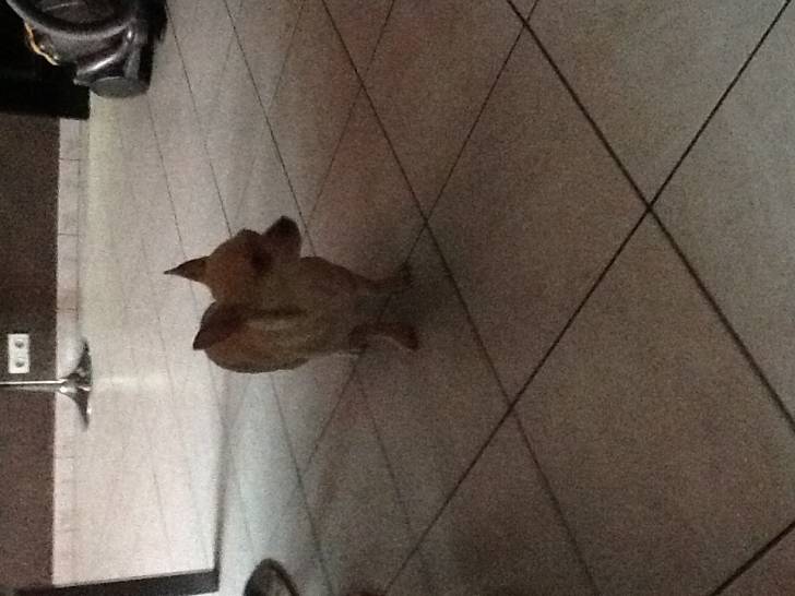 Nicos - Chihuahua Mâle (6 ans)
