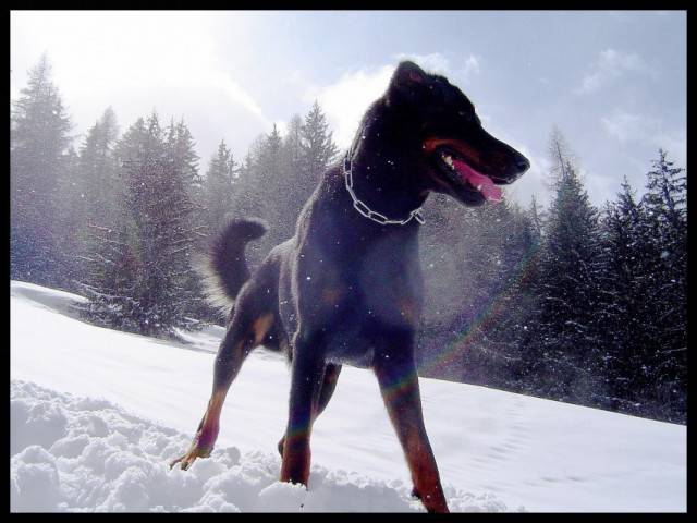 Tous les chiens - Chihuahua