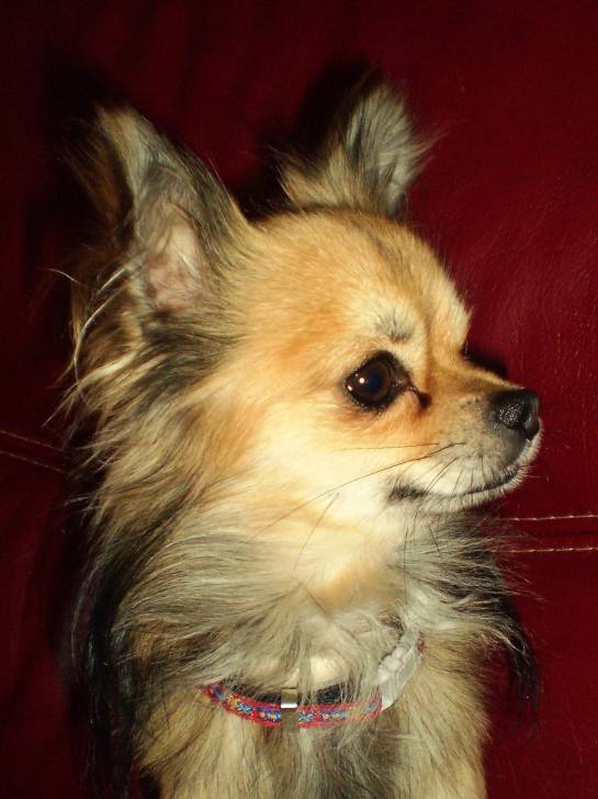 Ckirikou - Chihuahua Mâle (2 ans)