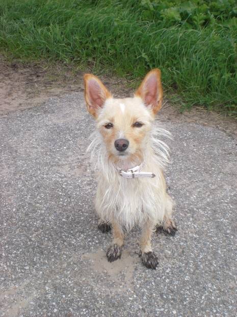 Liv - Chihuahua (3 ans)