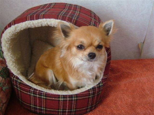 Pixie - Chihuahua (4 ans)