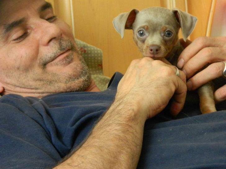 Desmond - Chihuahua Mâle (9 mois)