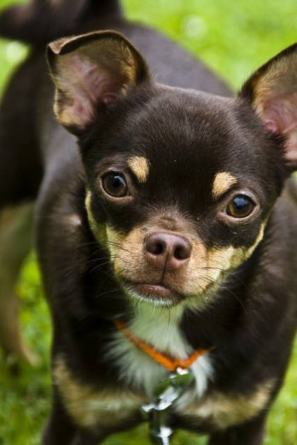 Sammy - Chihuahua Mâle (1 an)