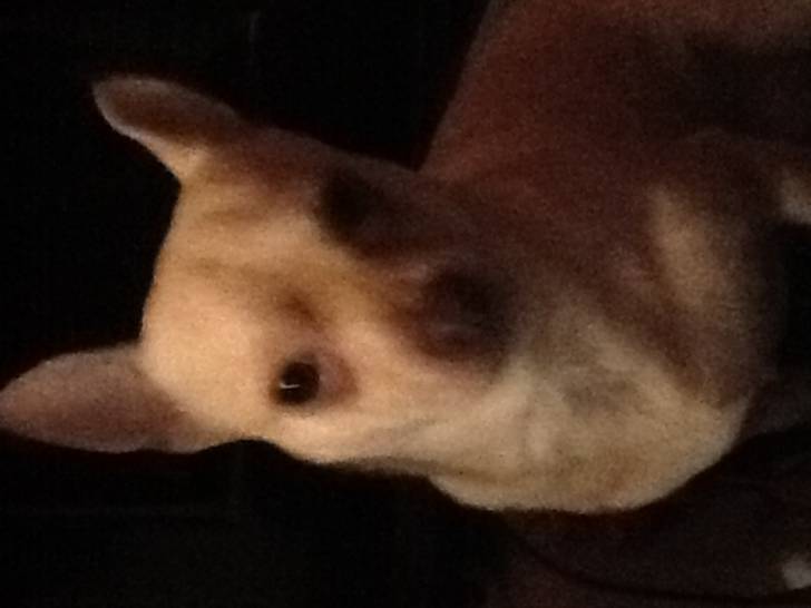 Nicos - Chihuahua Mâle (6 ans)