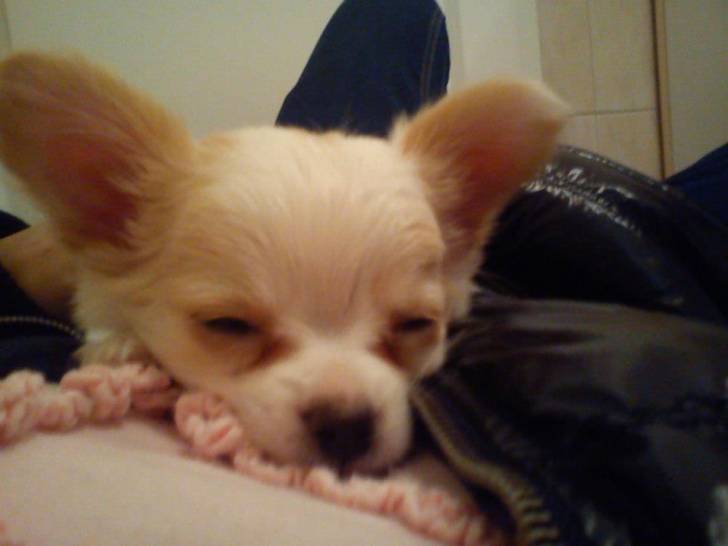 chanel - Chihuahua (4 ans)