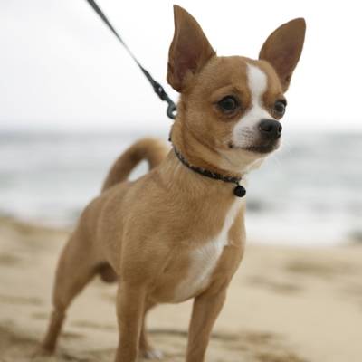 Coco - Chihuahua Mâle (1 an)