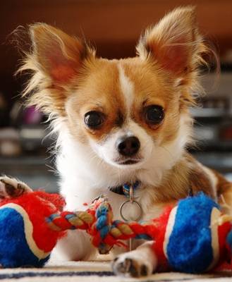 Samaiy - Chihuahua (2 ans)