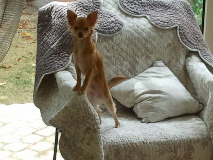 Gentleman - Chihuahua Mâle (7 mois)