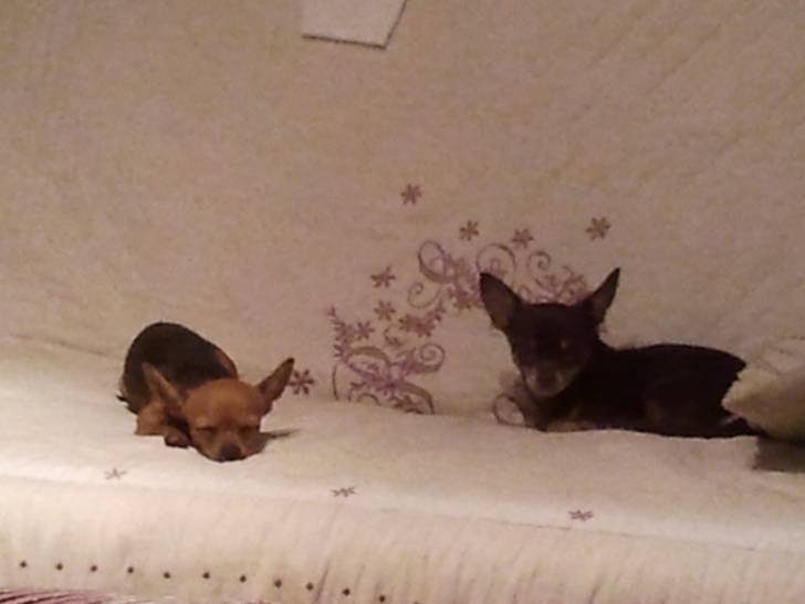 Mam"zelle et Chiquito - Chihuahua