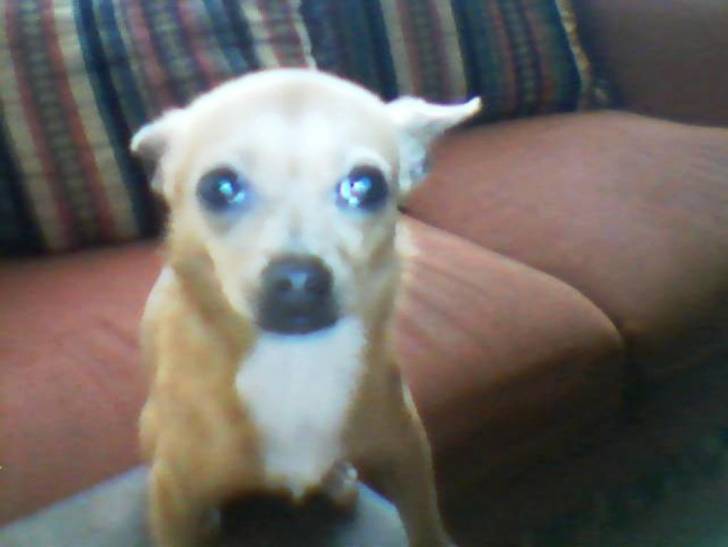 Lasha - Chihuahua (1 an)