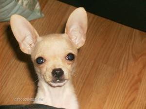 tout-ptite - Chihuahua (4 mois)