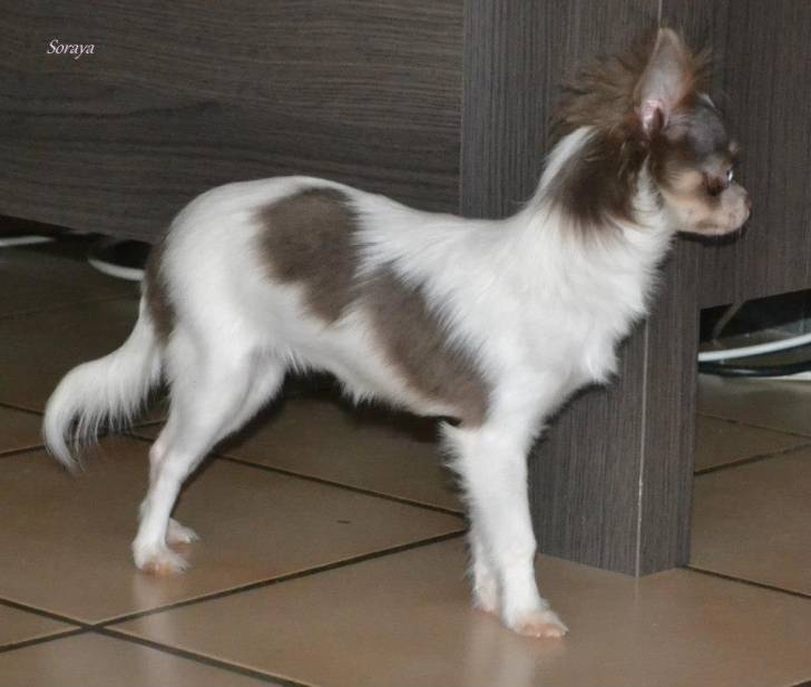 Soraya - Chihuahua (6 mois)