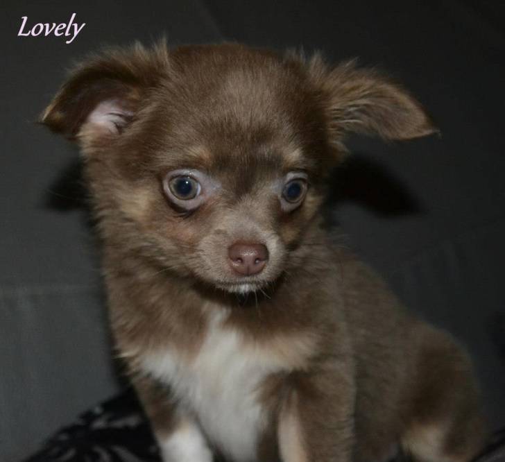 Lovely - Chihuahua (3 mois)