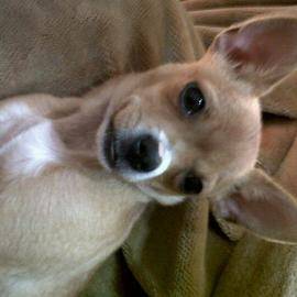 aria - Chihuahua (1 an)