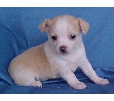 kaki - Chihuahua (5 mois)
