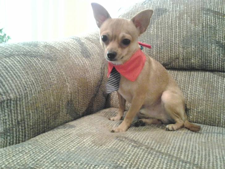 ñeco - Chihuahua Mâle (2 ans)