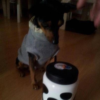 mi coco - Chihuahua Mâle (4 ans)