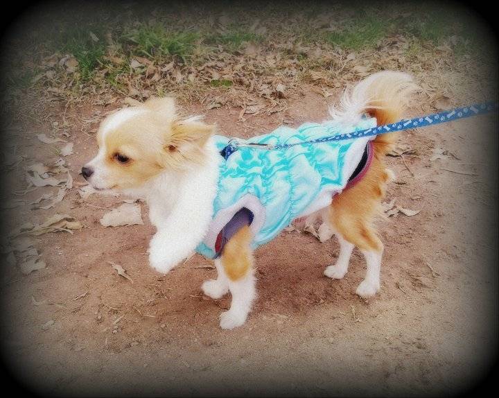 Esspiry de Techichi - Chihuahua Mâle (2 ans)
