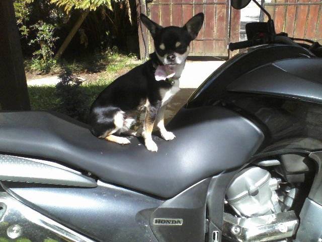 valentin - Chihuahua Mâle (2 ans)