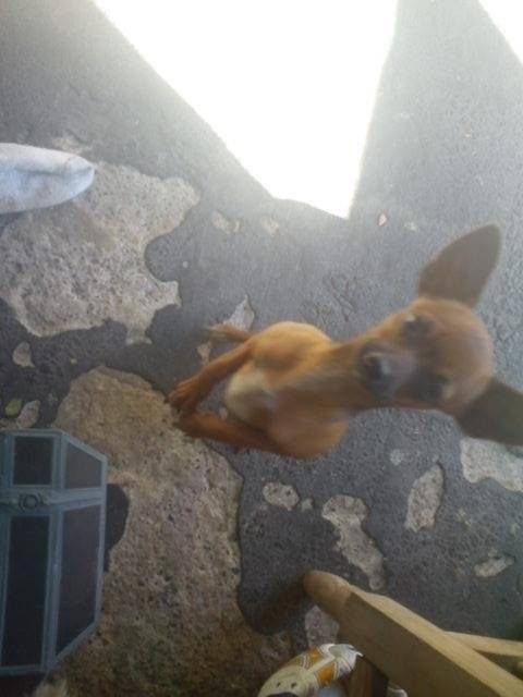 PINKY - Chihuahua Mâle (1 an)