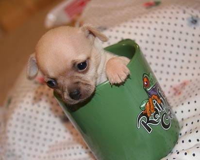 ruby - Chihuahua (1 mois)