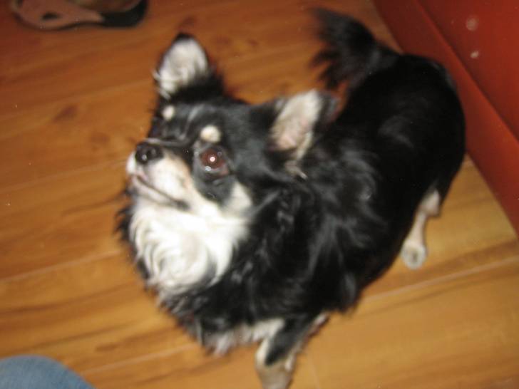Roméo - Chihuahua Mâle (3 ans)