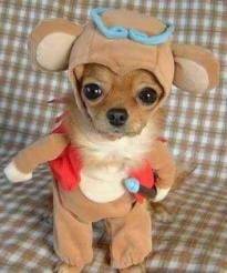Max - Chihuahua (2 mois)