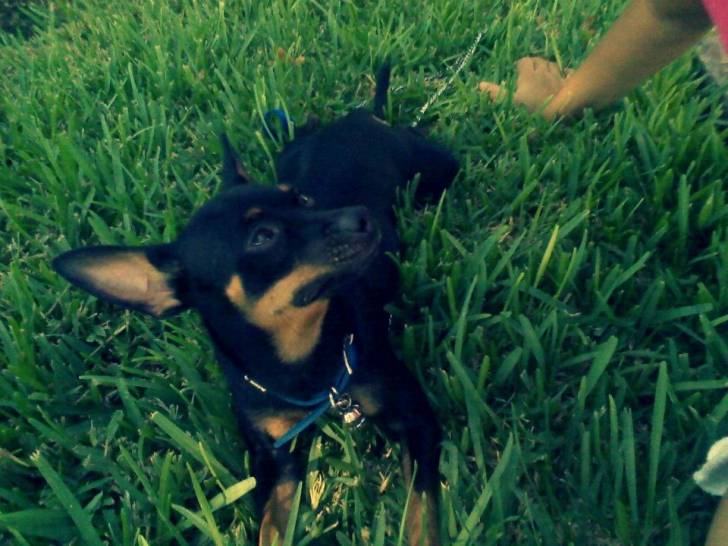 Tobi - Chihuahua Mâle (2 ans)