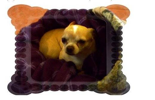coco - Chihuahua (11 mois)