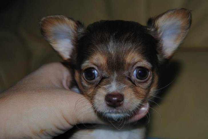 Pandora Grandit :) - Chihuahua (2 mois)