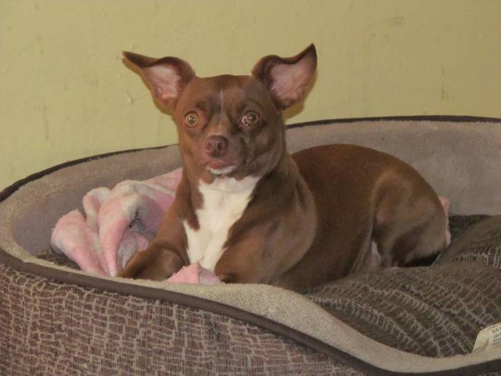 CHOCO - Chihuahua (2 ans)