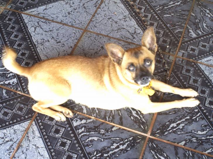 mili - Chihuahua (5 ans)