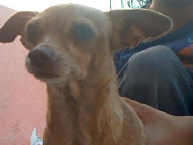 mi Barbie - Chihuahua (7 ans)