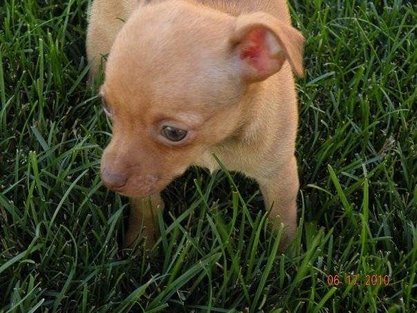 Bella - Chihuahua (2 mois)
