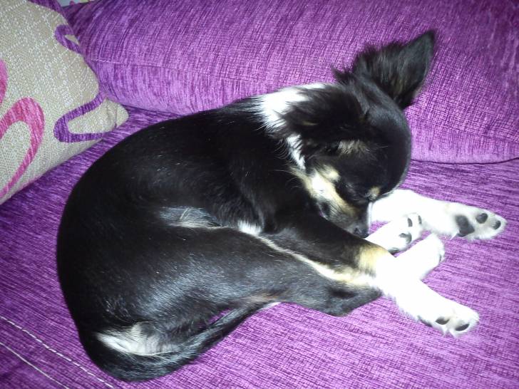 My sweet SONIA - Chihuahua (1 an)