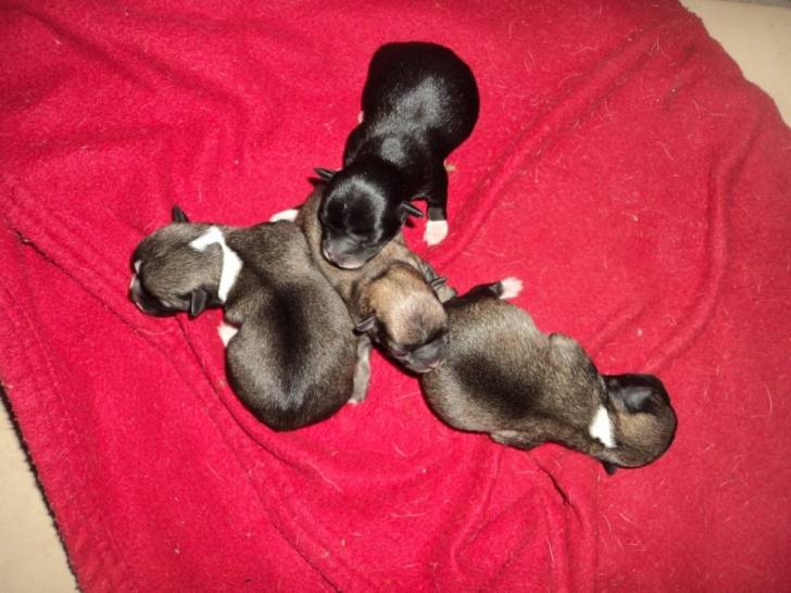 chihuahua - Chihuahua (1 mois)