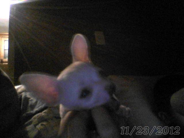 PINKI - Chihuahua Mâle (1 mois)