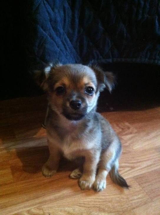Denver - Chihuahua Mâle (2 mois)
