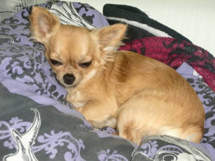 Kendra - Chihuahua (11 mois)