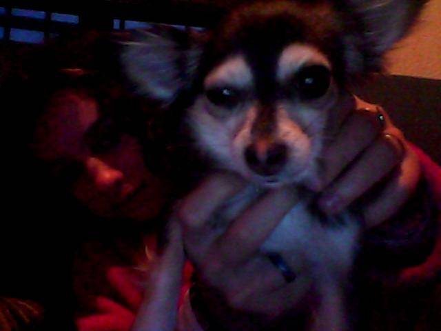 mi aisha - Chihuahua (2 ans)
