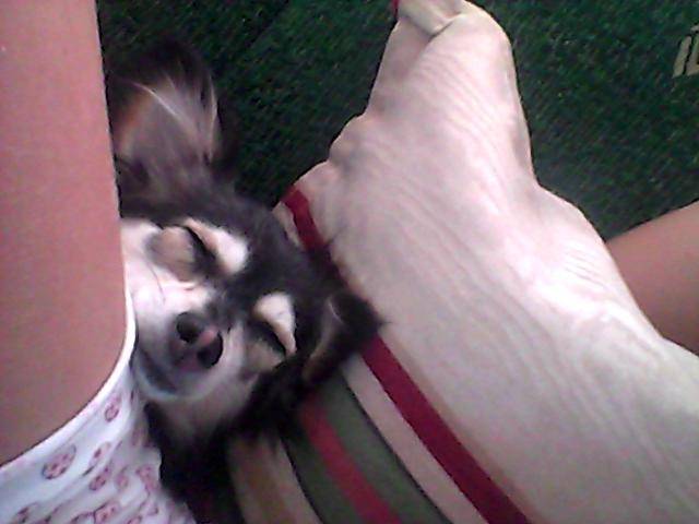 aisha durmiendo - Chihuahua (2 ans)
