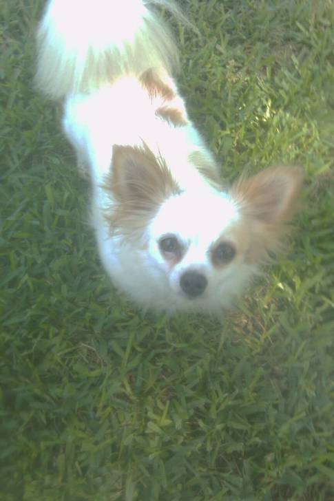 Sophia - Chihuahua (4 ans)