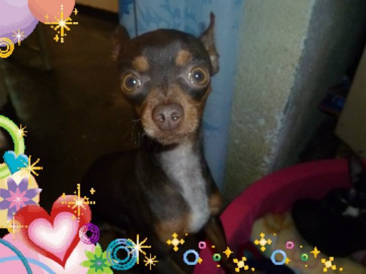 Ringo - Chihuahua Mâle (2 ans)