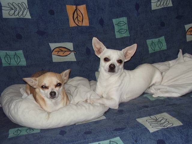 Dicksy - Chihuahua Mâle (1 an)