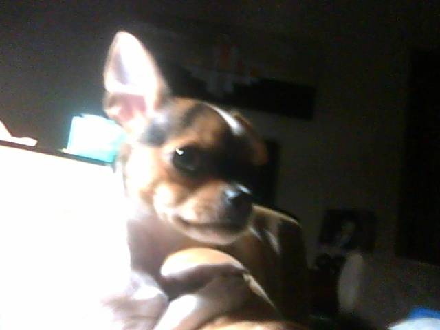 Nano - Chihuahua Mâle (1 an)