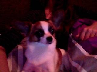 Amy - Chihuahua (2 ans)