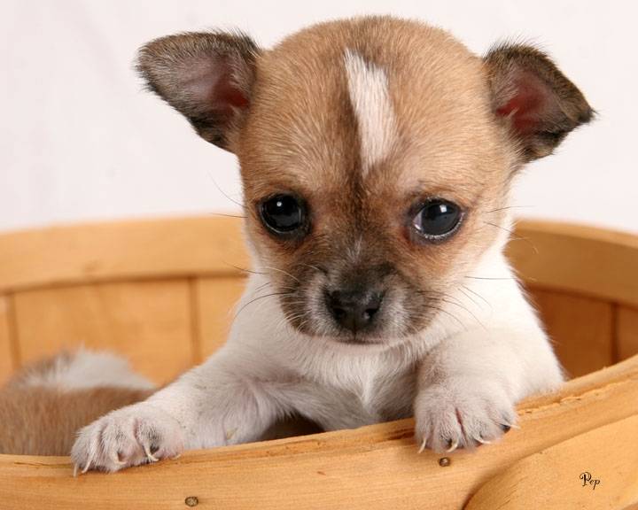 chichi - Chihuahua (3 mois)