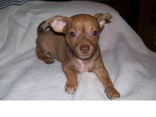 Taco - Chihuahua Mâle (7 mois)